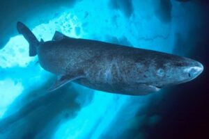 Ocean Creatures with Longest Life – 6 Unbelievable Deep-Sea Survivors